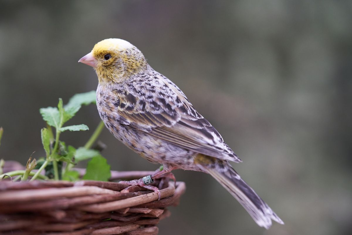 Memahami Perilaku Burung Kenari: Apa yang Mereka Coba Sampaikan?
